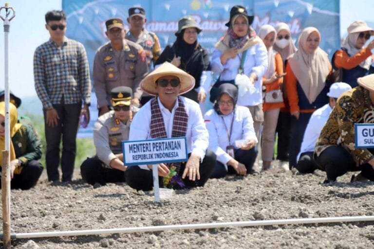 Dulu Bukan Siapa-Siapa, Kini Majene Siap Jadi “Kabupaten Bawang” Timur Indonesia!